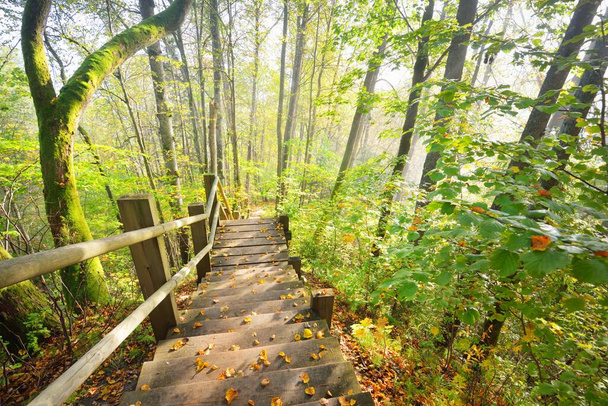 Высокий угол обзора деревянной лесной лестницы в тумане восхода солнца. Мягкий утренний свет. Старые деревья, красочные зеленые и золотые листья крупным планом. Осенняя идиллическая сцена. Национальный парк Гауя, Сигулда, Латвия - Фото, изображение