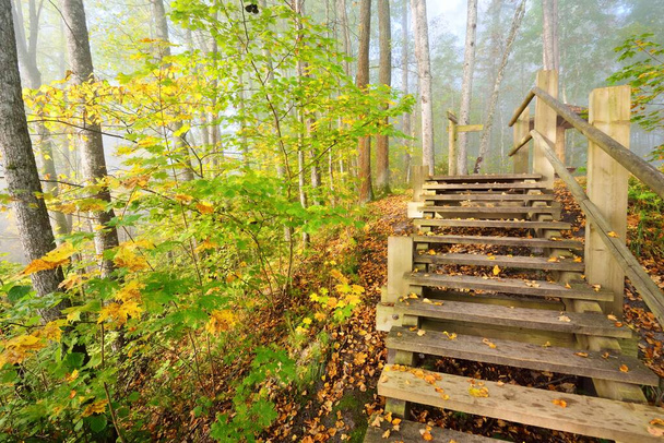 Низкий угол обзора деревянной лесной лестницы в тумане восхода солнца. Мягкий утренний свет. Старые деревья, красочные зеленые и золотые листья крупным планом. Осенняя идиллическая сцена. Национальный парк Гауя, Сигулда, Латвия - Фото, изображение