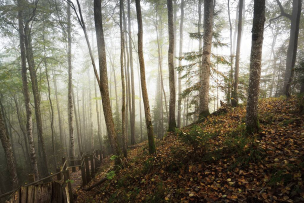 Magas szögből kilátás nyílik a fa erdő lépcsőn egy napkelte köd. Puha reggeli fény. Régi fák, színes arany levelek és növények közelről. Idilli őszi jelenet. Gauja Nemzeti Park, Sigulda, Lettország - Fotó, kép