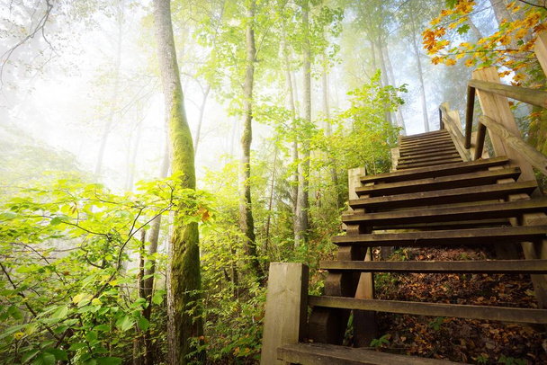Vista de baixo ângulo da escada da floresta de madeira em uma névoa do nascer do sol. Luz matinal suave. Árvores velhas, folhas verdes e douradas coloridas close-up. Cena de outono idílica. Parque nacional de Gauja, Sigulda, Letónia - Foto, Imagem