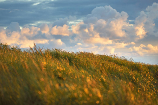 Синє небо з великою кількістю сяючих купчастих хмар над Балтійським морським узбережжям після грози на заході сонця, зелена дюнна трава зблизька. Ідилічний ландшафт. Тепле світло. Туристичні напрямки, екологічний туризм - Фото, зображення