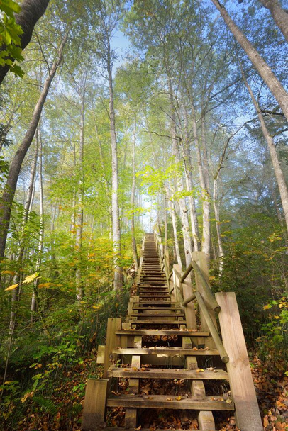 日の出霧の中で木製の森の階段の低角度ビュー。柔らかい朝の光。古い木、カラフルな緑と黄金の葉を閉じる。牧歌的な秋のシーン。ゴーヤ国立公園,シグルダ,ラトビア - 写真・画像
