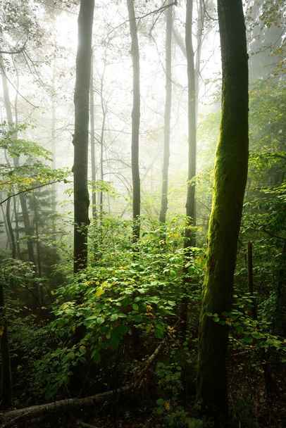 Atmospheric landscape of the forest hills in a fog at sunrise. Soft light, sunbeams. Green trees, colorful leaves, moss, fern, plants close-up. Sigulda, Latvia. Ecology, seasons, autumn, eco tourism - Photo, Image