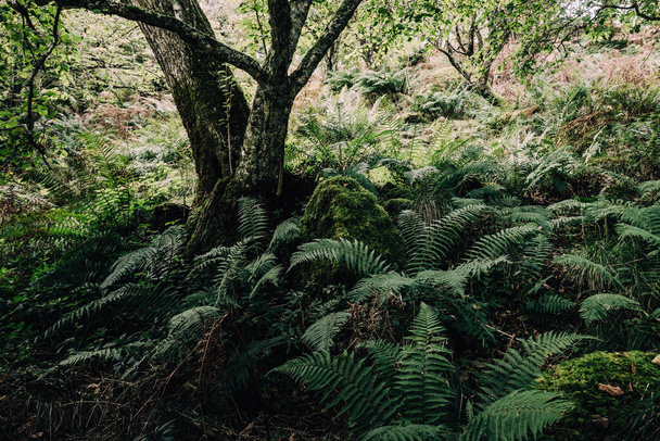 Vista deslumbrante da floresta tropical escocesa. Árvores antigas, musgo e samambaia de perto. Crinan Canal, Argyll and Bute, Escócia, Reino Unido. Paisagem atmosférica escura - Foto, Imagem