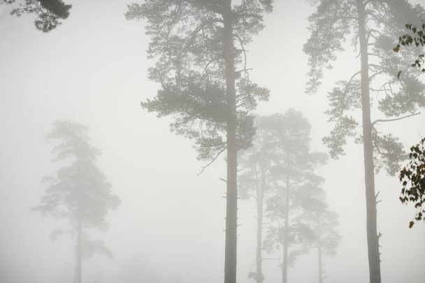 Γραφικό μονόχρωμο τοπίο του αειθαλούς δάσους σε μια πυκνή λευκή ομίχλη την ανατολή του ηλίου. Πεύκα και έλατα κοντά. Ατμοσφαιρικό φθινόπωρο τοπίο. Φθινοπωρινή περίοδος, οικολογία, περιβάλλον, αποψίλωση - Φωτογραφία, εικόνα