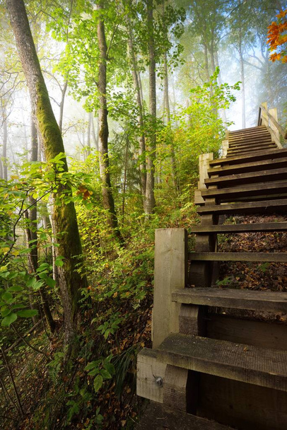 Χαμηλή γωνία θέας της ξύλινης δασικής σκάλας σε μια ομίχλη ανατολής. Μαλακό πρωινό φως. Παλιά δέντρα, πολύχρωμα χρυσά φύλλα και φυτά κοντά. Ειδυλλιακή φθινοπωρινή σκηνή. Εθνικό πάρκο Gauja, Sigulda, Λετονία - Φωτογραφία, εικόνα
