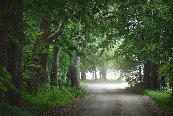 Sötét, üres, titokzatos sikátor (egysávos vidéki út) keresztül a zöld lombhullató fák. Lettország. Idilli táj. Természetes alagút. Kerékpárok, sport, nordic walking, ökoturizmus, környezetvédelem - Fotó, kép