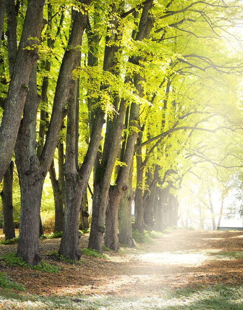 Une ruelle à travers les puissants tilleuls verts et dorés. La lumière du soleil coule à travers les troncs d'arbres. Tunnel naturel. Scène d'automne idyllique. Art, espérance, ciel, nature sauvage, solitude, nature, écotourisme - Photo, image
