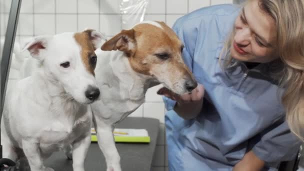 Bayan veteriner, Jack Russell Terrier 'ın patisini inceliyor. - Video, Çekim
