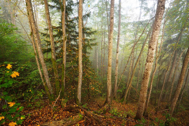 Hoge hoek uitzicht op het bos heuvels in een mist bij zonsopgang. Gouden licht, zonnestralen. Groene bomen, kleurrijke bladeren, mos, varens, planten close-up. Sigulda, Letland. Ecologie, seizoenen, herfst, ecotoerisme - Foto, afbeelding