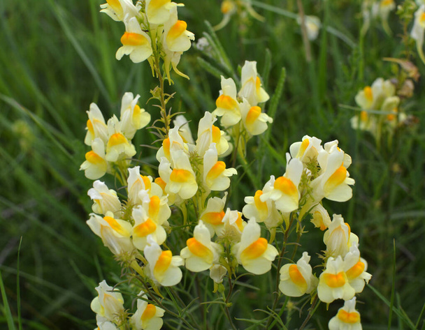 Линария обыкновенная цветет в дикой природе среди трав - Фото, изображение