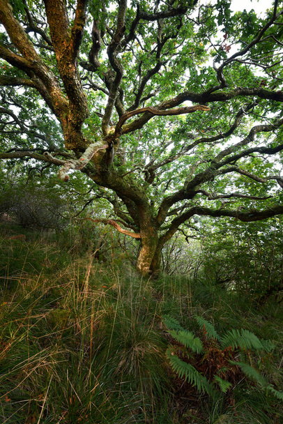 Εκπληκτική θέα του τροπικού δάσους της Σκωτίας. Αρχαία δέντρα, βρύα και φτέρη. Καθαρό πρωινό φως. Canal Crinan, Argyll and Bute, Σκωτία, Ηνωμένο Βασίλειο - Φωτογραφία, εικόνα