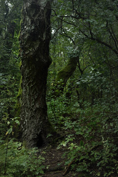 Mystérieuse forêt de feuillus par une journée nuageuse d'été. Vieux troncs d'arbres moussus gros plan, silhouettes d'arbres en arrière-plan. Paysage sombre. Écosystèmes écologiques, conservation de l'environnement, écotourisme - Photo, image