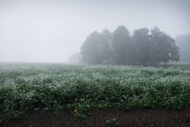 Πράσινο πεδίο με λευκά ανθισμένα αγριολούλουδα σε μια παχιά λευκή ομίχλη κατά την ανατολή. Δάσος, σιλουέτες δέντρων στο βάθος. Ατμοσφαιρικό τοπίο. Ειδυλλιακή αγροτική σκηνή. Φθινοπωρινή περίοδος, άστατος καιρός - Φωτογραφία, εικόνα