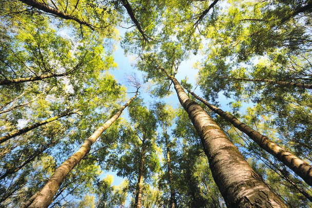Blick in den grünen Birkenwald an einem klaren Tag. Öffentlicher Park. Baumstämme aus nächster Nähe. Blauer Himmel, Sonnenlicht, Tageslicht, Sonnenstrahlen. Ökologie, Landschaftsplanung, Landschaftsgestaltung, Texturen, Hintergründe - Foto, Bild