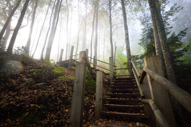 Niski kąt widzenia drewnianych schodów leśnych we mgle wschodu słońca. Miękkie poranne światło. Stare drzewa, kolorowe złote liście i rośliny z bliska. Idylliczna jesienna scena. Park Narodowy Gauja, Sigulda, Łotwa - Zdjęcie, obraz