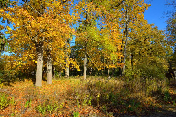 Antiguo camino de asfalto cerca del lago y el bosque de oro en un día claro. Paisaje de otoño. Estaciones, ecología, ecoturismo, conservación ambiental, viajes, conducción, ciclismo, senderismo, recreación - Foto, Imagen