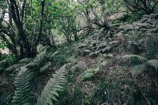 Потрясающий вид на шотландский тропический лес. Древние деревья, мох и папоротник крупным планом. Кринанский канал, Аргайл и Бут, Шотландия, Великобритания. Темно-атмосферный ландшафт - Фото, изображение