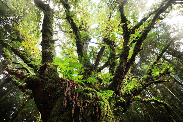Karanlık orman sahnesi. Antik kuru yosun ağacı ve eğreltiotu yaprakları, arka planda eski köknar ağaçları. Ardrishaig, Loch Fyne, Crinan Kanalı, Argyll ve Bute, İskoçya, İngiltere - Fotoğraf, Görsel