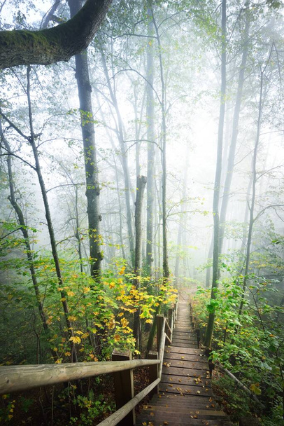Высокий угол обзора деревянной лесной лестницы в тумане восхода солнца. Мягкий утренний свет. Старые деревья, красочные зеленые и золотые листья крупным планом. Осенняя идиллическая сцена. Национальный парк Гауя, Сигулда, Латвия - Фото, изображение