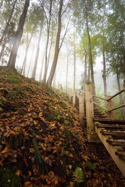 Low angle view of the wooden forest stairway in a sunrise fog. Soft morning light. Old trees, colorful green and golden leaves close-up. Idyllic autumn scene. Gauja national park, Sigulda, Latvia - Photo, Image