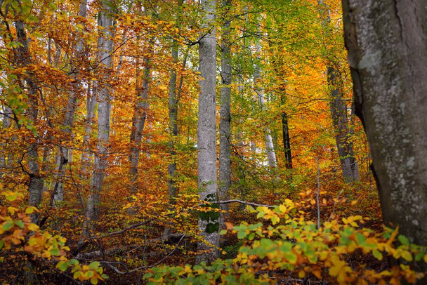 Nízký úhel pohledu na kopce v bukovém lese. Mohutné kmeny stromů, žluté, červené, oranžové listy. Idylická podzimní krajina. Podzimní sezóna, ekologie, příroda, životní prostředí, ekoturistika, rekreace. Německo - Fotografie, Obrázek
