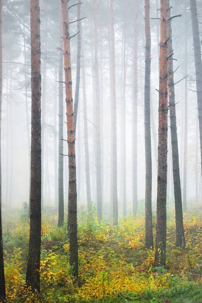 Atmosférická krajina věčně zeleného lesa v mlze při východu slunce. Staré borovice, mladé zelené a zlaté rostliny zblízka. Ekologie, roční období, podzim, ekoturistika, ochrana životního prostředí. Evropa - Fotografie, Obrázek