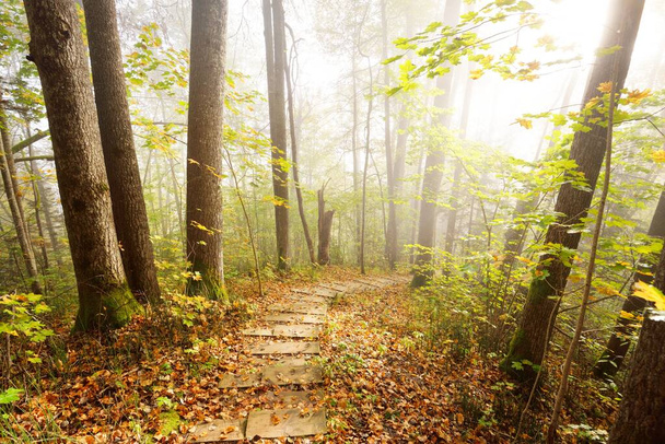 Güneşin doğduğu bir siste tahta orman merdiveninin yüksek açılı görüntüsü. Yumuşak sabah ışığı. Yaşlı ağaçlar, renkli yeşil ve altın yapraklar yakın plan. Idyllic sonbahar sahnesi. Gauja Ulusal Parkı, Sigulda, Letonya - Fotoğraf, Görsel