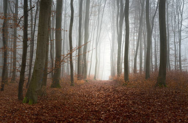 Panoramiczny widok na ścieżkę przez tajemniczy las bukowy. Gruba poranna mgła. Czerwone i pomarańczowe liście. Lorraine, Francja. Ciemny, atmosferyczny jesienny krajobraz. Ekoturystyka, środowisko, przyroda, pory roku - Zdjęcie, obraz
