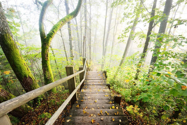 日の出霧の中で木製の森の階段の高い角度のビュー。柔らかい朝の光。古い木、カラフルな緑と黄金の葉を閉じる。牧歌的な秋のシーン。ゴーヤ国立公園,シグルダ,ラトビア - 写真・画像