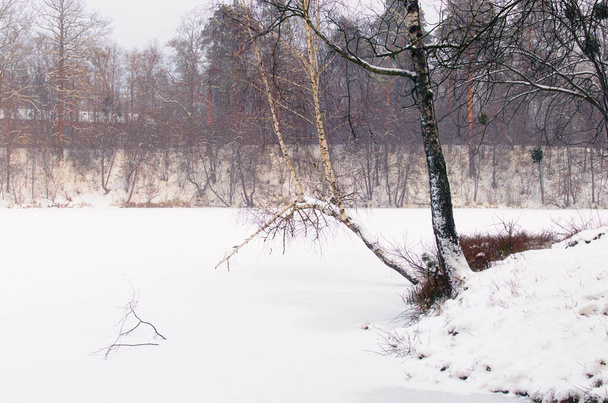 Scénická zimní sezóna v Pushcha-Vodytsia. Malebná krajina zamrzlého jezera a břehu s neobvyklým kmenem břízy. Věčně zelené dřevo a břeh ve sněhu. Kyjevská čtvrť, Ukrajina. - Fotografie, Obrázek