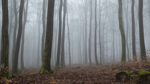 A beautiful picture of trees in the mist , a nice photo - Photo, Image