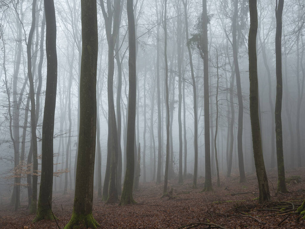 Krásný obrázek stromů v mlze, pěkná fotka - Fotografie, Obrázek