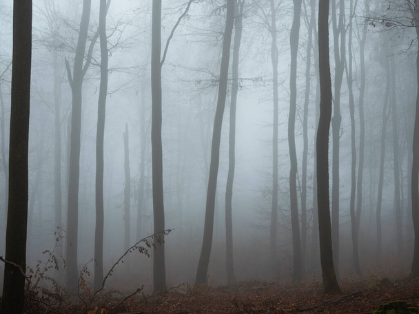 Uma bela imagem de árvores na névoa, uma bela foto - Foto, Imagem