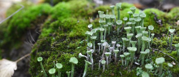 Lichen cladonia pyxidata y musgo en bosque otoñal. - Foto, imagen