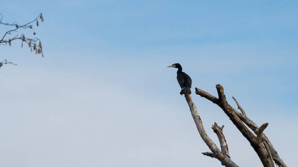 The great cormorant (Phalacrocorax carbo), is a widespread bird. , a nice photo - Photo, Image