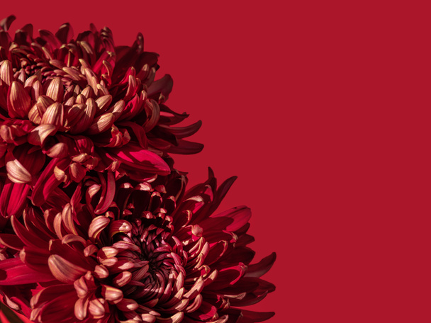 Primer plano de unas hermosas flores rojas sobre rojo. Sofisticado ramo de crisantemo rojo a la luz del sol. Fondo floral minimalista con espacio para copiar. Concepto de color de moda. - Foto, Imagen