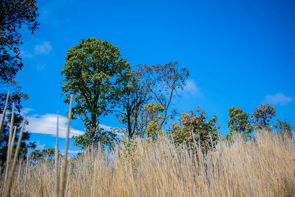 stromy mezi suché trávy s krásnou modrou oblohou - Fotografie, Obrázek