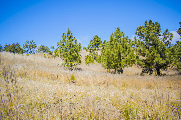 borovice s modrou oblohou a suchým rostlinným polem - Fotografie, Obrázek