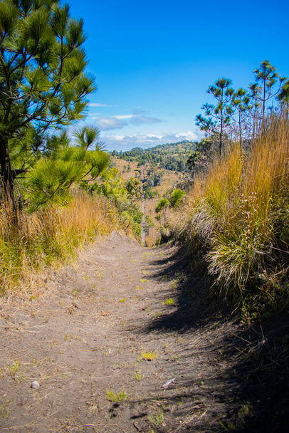 krásná krajina suché cesty mezi rostlinami s borovicemi s horami v pozadí - Fotografie, Obrázek