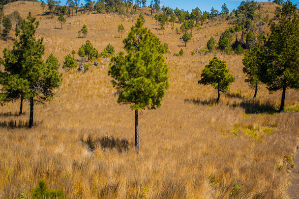 pino verde con hierba seca en la comunidad de cajola con cielo azul - Foto, imagen