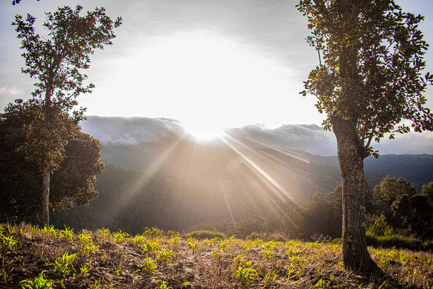 amanecer sol saliendo en las montañas con nubes y campo verde de maíz - Foto, imagen