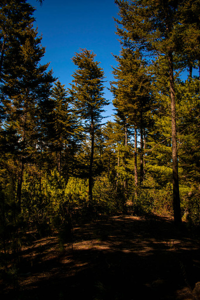 sypressi puita sininen taivas tausta kaunis viidakko maisema - Valokuva, kuva