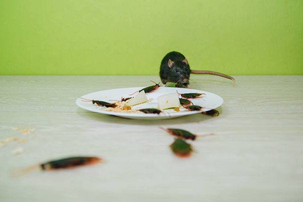 Антисанитарные условия. Беспорядок на кухне. Тараканы и крыса в белой тарелке с овсянкой. Дезинфекция грызунов и насекомых - Фото, изображение
