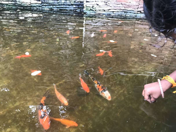 Colorato bel pesce che nuota in una piccola zona artificiale del lago di fronte all'hotel per attirare i clienti - Foto, immagini