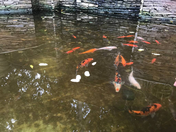 Colorido hermoso pez nadando en una pequeña zona de lago artificial en frente del hotel para atraer a los clientes - Foto, imagen