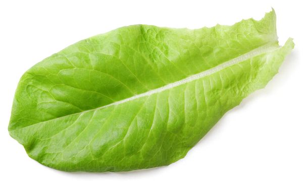 lettuce green leaf salad isolated on white background with clipping path - Foto, immagini