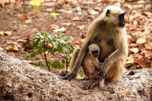 India, Rajasthan state, , Bera area , Northern plains gray langur or  Hanuman Langur (Semnopithecus, Stock Photo, Picture And Rights Managed  Image. Pic. D88-2102190