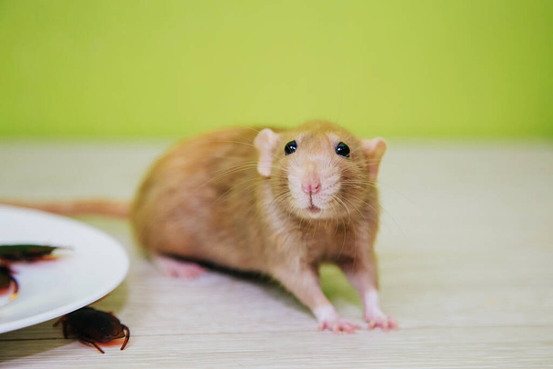 Onhygiënische omstandigheden. Een puinhoop in de keuken. Kakkerlakken en een rat in een wit bord met havermout. Ontsmetting van knaagdieren en insecten - Foto, afbeelding