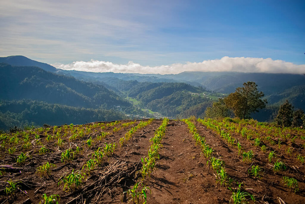paisaje de campo de siembra de maíz en las montañas con valle de fondo y hermoso amanecer - Foto, Imagen